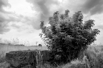 La nature en noir et blanc sur Petra ter Veer