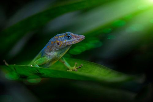 Zonnestralen op een Marmer Anolis