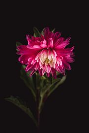 Aster d'art sur Sandra Hazes