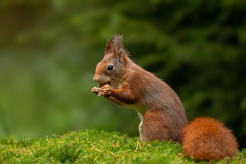 Squirrel, with beechnuts