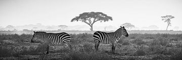 Steppe zebra on African plain