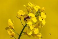 Une abeille laborieuse heureuse dans un champ de colza