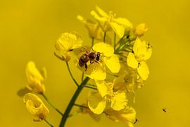 Fleißige Biene glücklich im Rapsfeld von Your Happy Life