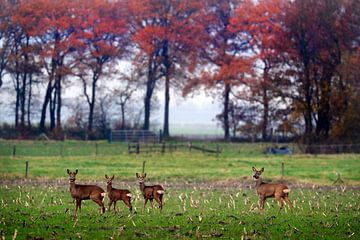 Deer in autumn landscape   by Niels  de Vries