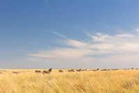 La grande migration des zèbres