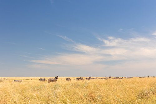 La grande migration des zèbres