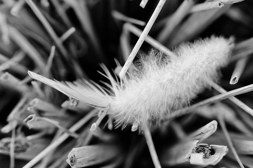 Feder gelassen von Petra Dreiling-Schewe