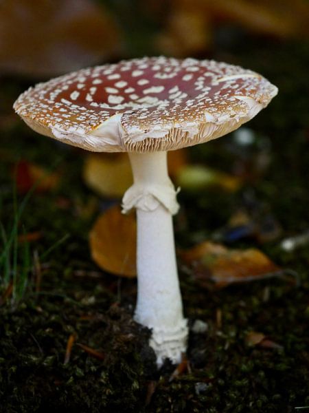 Fliegenpilz flach und stehend von Judith van Wijk