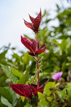 Fleur rouge sur Sascha Bakker