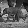 Baby olifant van Henk Langerak