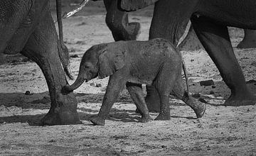 Baby olifant van Henk Langerak