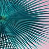 Blaugrünes Palmblatt und rosa Himmel, Strandsaison von Adriana Mueller