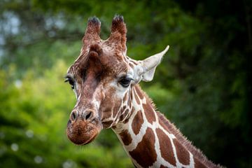 Giraf van LUNA Fotografie