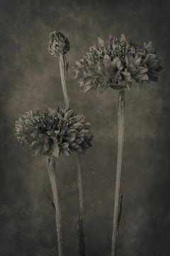 Korenbloemen in Sepia van Renee Klein