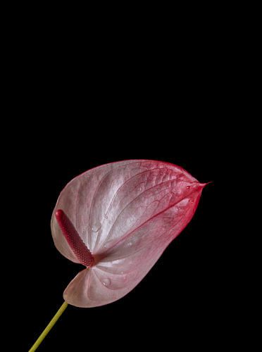 Rosaline Veil
