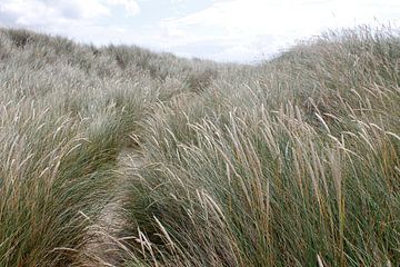 L'herbe des dunes à Sylt - balancée par le vent sur Martin Flechsig