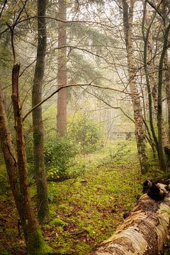 Doorkijkje in het bos van KB Design & Photography (Karen Brouwer)