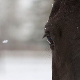 eye of the horse in a snowy landscape by Romy Smink