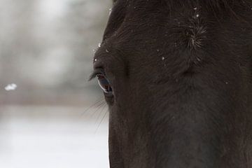oog van het paard in een sneeuwlandschap van Romy Smink