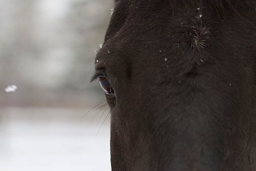 œil du cheval dans un paysage enneigé