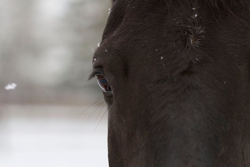 eye of the horse in a snowy landscape by Romy Smink