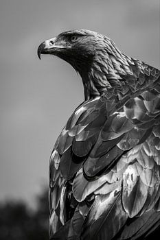 Steinadler, Schwarz-Weiß-Portrait