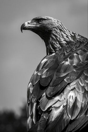 Steinadler, Schwarz-Weiß-Portrait
