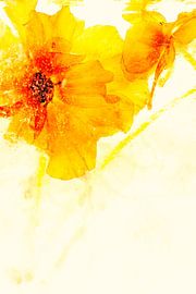 Ranunkel in Eis 2 - 3 von Marc Heiligenstein