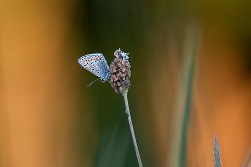 Icarus blau mit orangefarbenen Tönen. von Janny Beimers