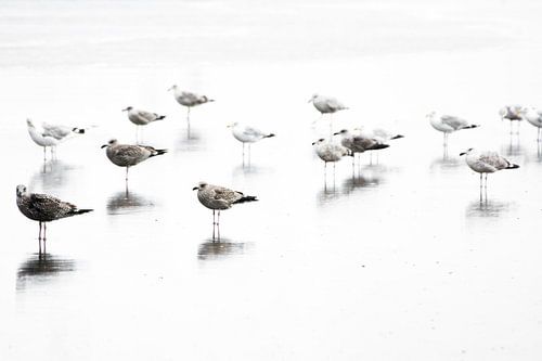 Meeuwen relaxen op het strand
