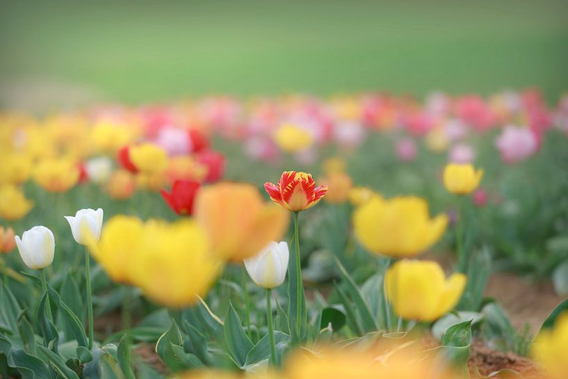 Ein Feld voller bunter Tulpen in den Farben Rot, Gelb und Orange erzeugt eine frühlingshafte Stimmung von Thomas Heitz