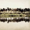 old cows by the ditch by Annemieke van der Wiel