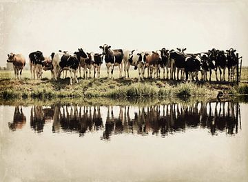 alte Kühe am Wassergraben