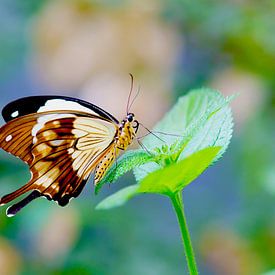 Papilio nephelus im Detail von Ivonne Fuhren-van de Kerkhof