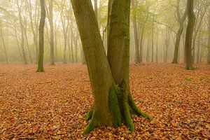 Nevelig beukenbos tijdens een herfstochtend van Sjoerd van der Wal Fotografie