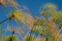 Papyrus close-up