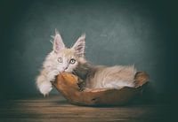 Creme maine coon kitten fine art animal portrait