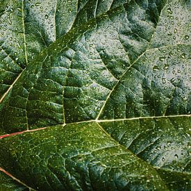 Phyllotactic Spiral by Insolitus Fotografie