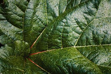 Phyllotactic Spiral van Insolitus Fotografie