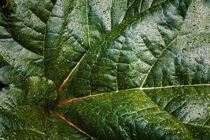 Phyllotaktische Spirale von Insolitus Fotografie