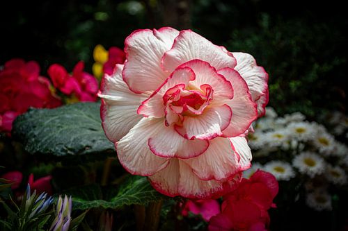 Fleur rose dans le Flower Dome – Singapour