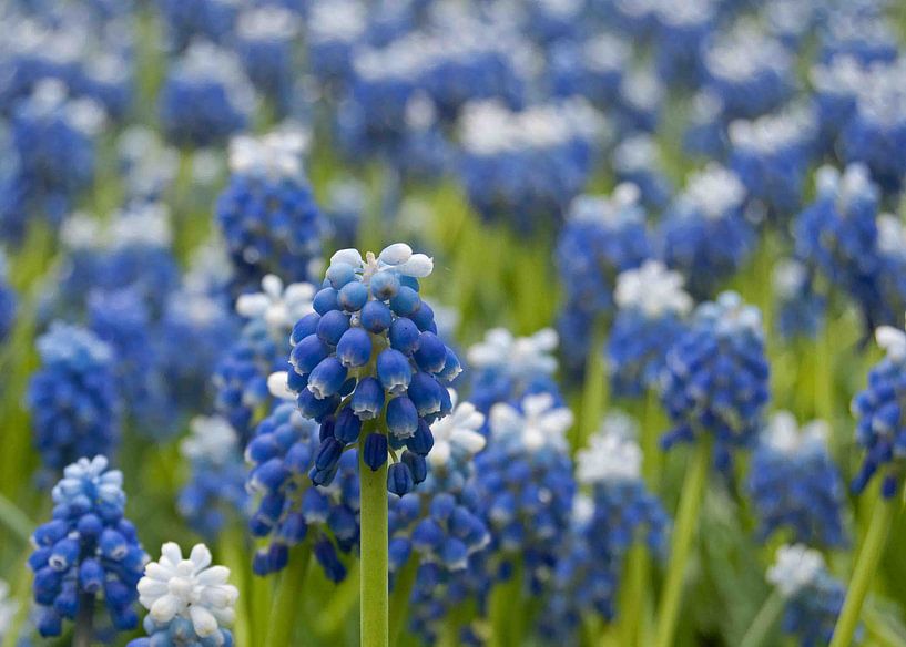 Blauwe druifjes by Karin Tebes