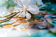 Macrofotografie witte bloem van angelique van Riet thumbnail