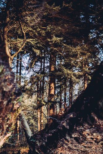 Reflection forest in water autumn colors