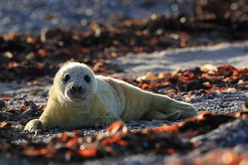 Grey Seal Howler Helgoland Island Germany by Frank Fichtmüller