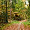 Automne dans la forêt sur Corinne Welp