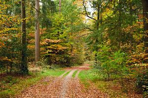 Automne dans la forêt