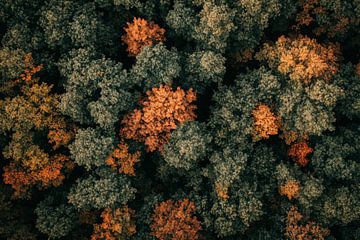 Vue de la forêt d'automne sur Poster Art Shop