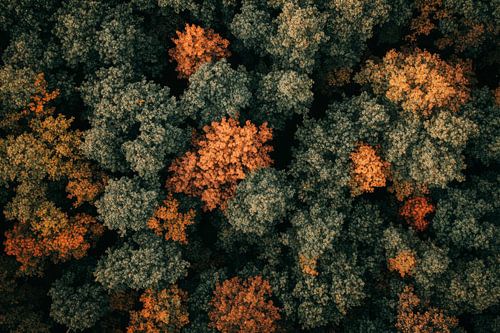 Bosuitzicht herfst