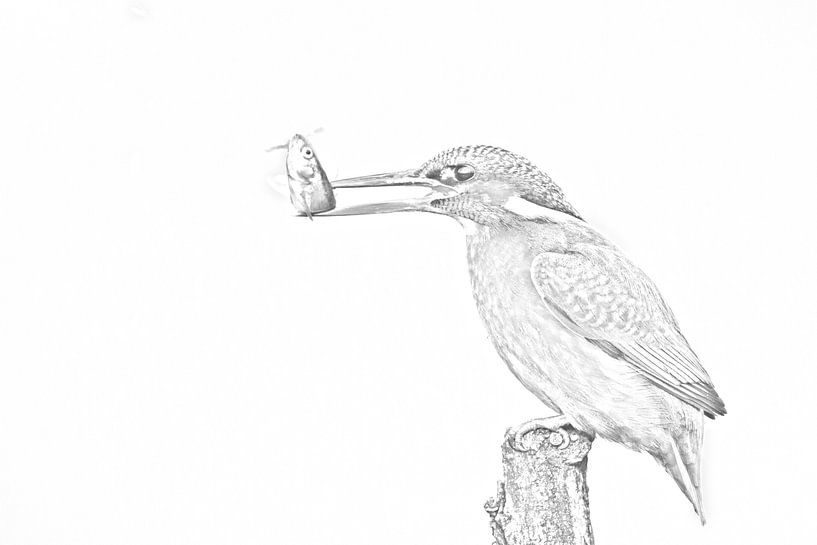 Kingfisher Drawing by Robert van Brug